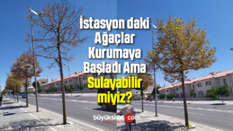 Sivas İstasyon Caddesi’nde Yer Alan Ağaçlar Kuruyor! Su verin