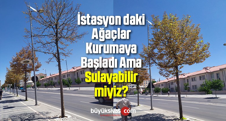 Sivas İstasyon Caddesi’nde Yer Alan Ağaçlar Kuruyor! Su verin