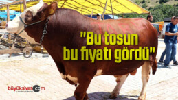 “Bu tosun, bu fiyatı gördü”