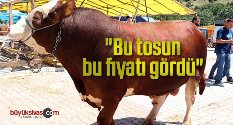 “Bu tosun, bu fiyatı gördü”