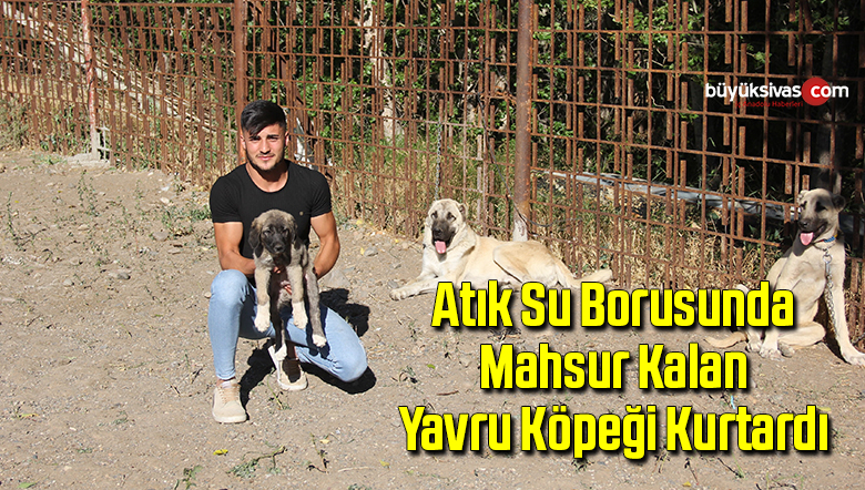 yavru köpek