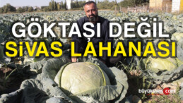 Göktaşı Değil Sivas Lahanası ! Türkiye’de Değil Dünya da Tek