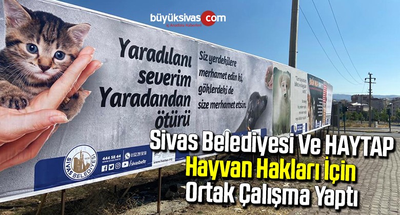 Sivas Belediyesi Ve HAYTAP Hayvan Hakları İçin Ortak Çalışma Yaptı