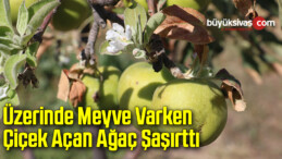 Üzerinde meyve varken çiçek açan ağaç şaşırttı