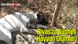 Sivas’ta Şüpheli Hayvan Ölümleri