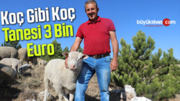 Koç gibi koç, tanesi 3 bin Euro