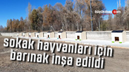 “Sokak Değil, Sıcak Yuva” projesi kapsamında barınak inşa edildi