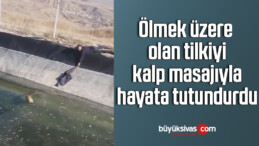 Ölmek üzere olan tilkiyi, kalp masajıyla hayata tutundurdu