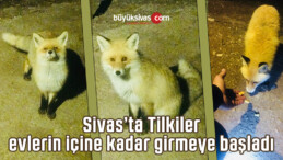 Sivas’ta Tilkiler evlerin içine kadar girmeye başladı