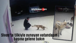 Sivas’ta tilkiyle oynayan vatandaşın başına gelene bakın