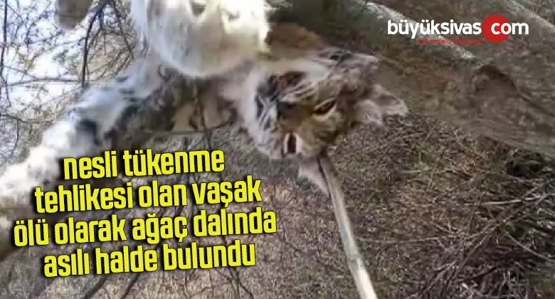 Nadir görülen vaşak ölü bulundu