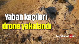 Yaban keçileri drone yakalandı