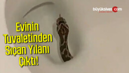 Evinin Tuvaletinden Sıçan Yılanı Çıktı!