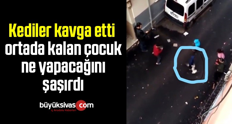 Kediler kavga etti ortada kalan çocuk ne yapacağını şaşırdı