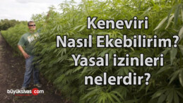 Kenevir ile İlgili Yasal Çalışmalar Nelerdir? Kenevir Nasıl Ekebilirim?