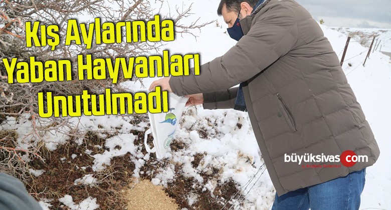 Kış Aylarında Yaban Hayvanları Unutulmadı