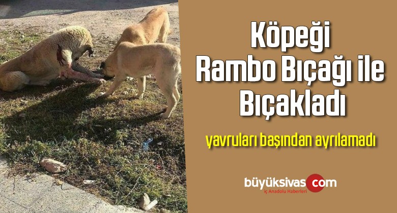 Kendisine Saldıran Sokak Köpeğini Bıçakladı