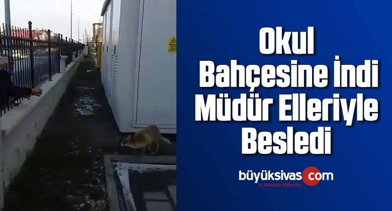 Okul bahçesine indi, müdür elleriyle besledi