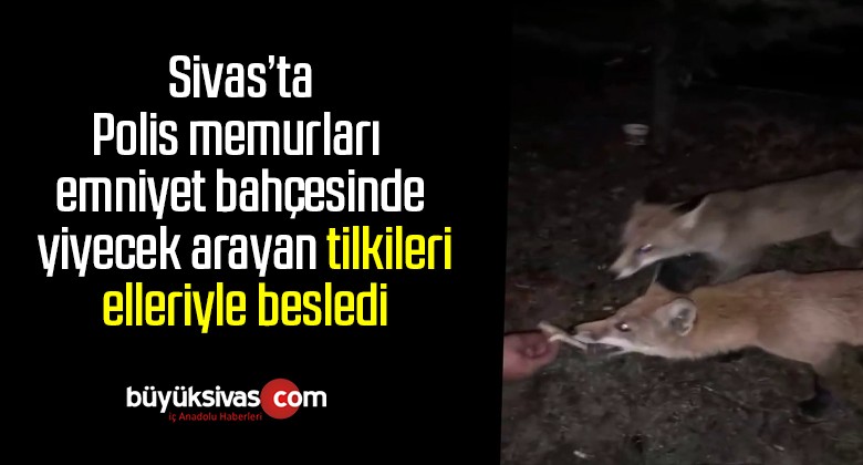 Polis memurları emniyet bahçesinde yiyecek arayan tilkileri elleriyle besledi