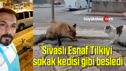 Sivaslı Esnaf Tilkiyi sokak kedisi gibi besledi