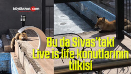 Sivas Şeyhşamil Mahallesi Live is life konutlarında tilki