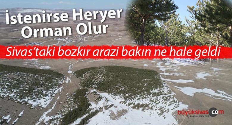 Erozyonu önlemek için bir bölgeye dikilen fidanlar büyüyüp ormana döndü