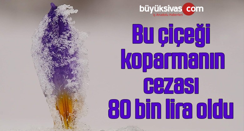 Bu çiçeği koparmanın cezası 80 bin lira oldu