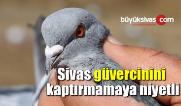 Sivas güvercinini kaptırmamaya niyetli