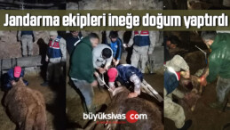 Jandarma ekipleri ineğe doğum yaptırdı