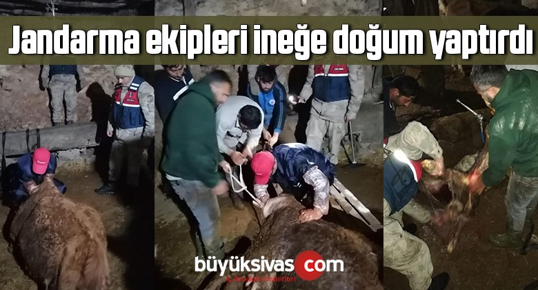 Jandarma ekipleri ineğe doğum yaptırdı