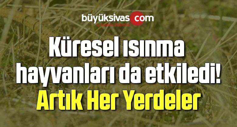 Küresel ısınma hayvanları da etkiledi! Artık Her Yerdeler