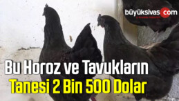 Bu horoz ve tavukların iç organları bile siyah!