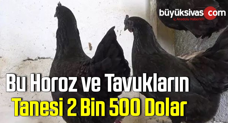 Bu horoz ve tavukların iç organları bile siyah!