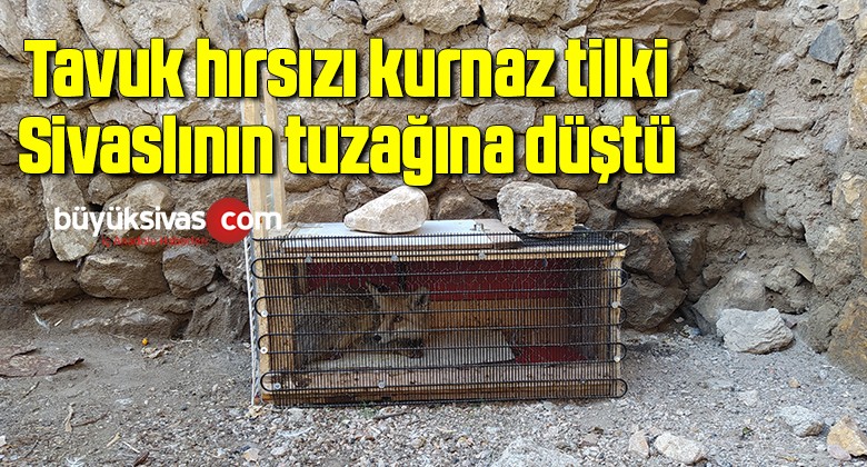 Tavuk hırsızı kurnaz tilki, Sivaslının tuzağına düştü