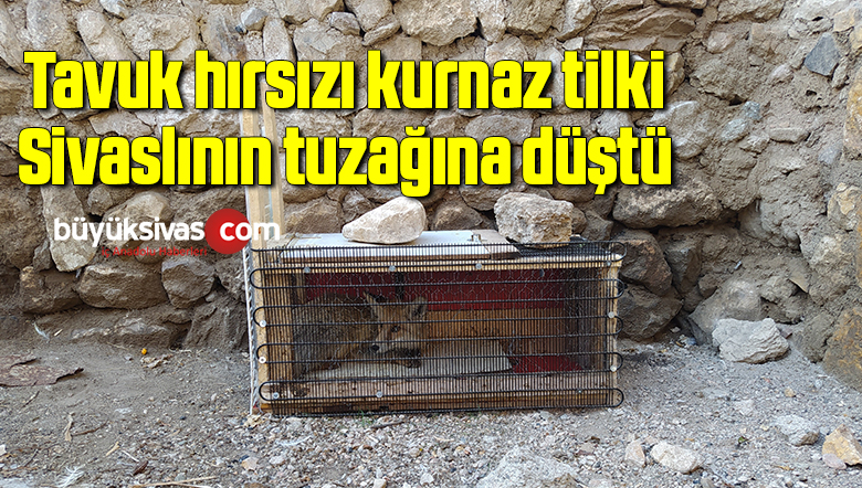 tilki