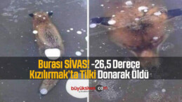 Sivas Sınırlarında Kızılırmak’ta Tilki -26,5 Derecede Donarak Öldü