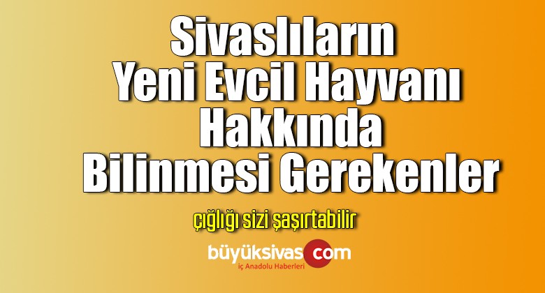 Sivaslıların Yeni Evcil Hayvanı Hakkında Bilinmesi Gerekenler