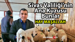 Valilik projesi ile sürü sahibi oldu! Allah Sivas Valiliğini Varetsin