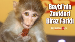 Bu maymunun zevkleri biraz farklı