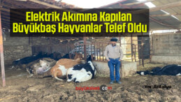 Elektrik Akımına Kapılan Büyükbaş Hayvanlar Telef Oldu