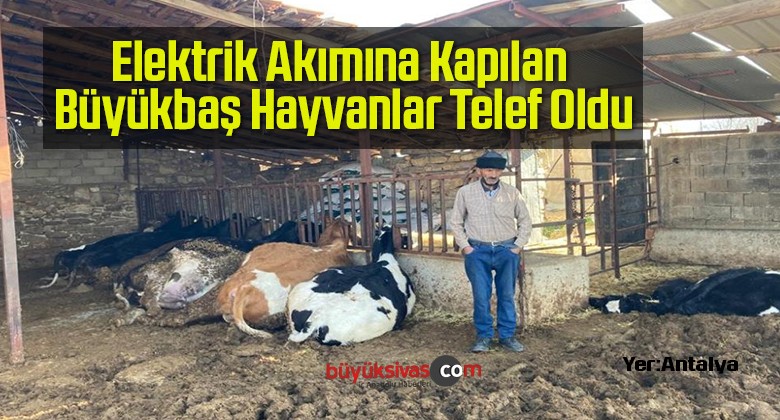 Elektrik Akımına Kapılan Büyükbaş Hayvanlar Telef Oldu