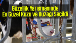 Güzellik Yarışmasında En Güzel Kuzu ve Buzağı Seçildi