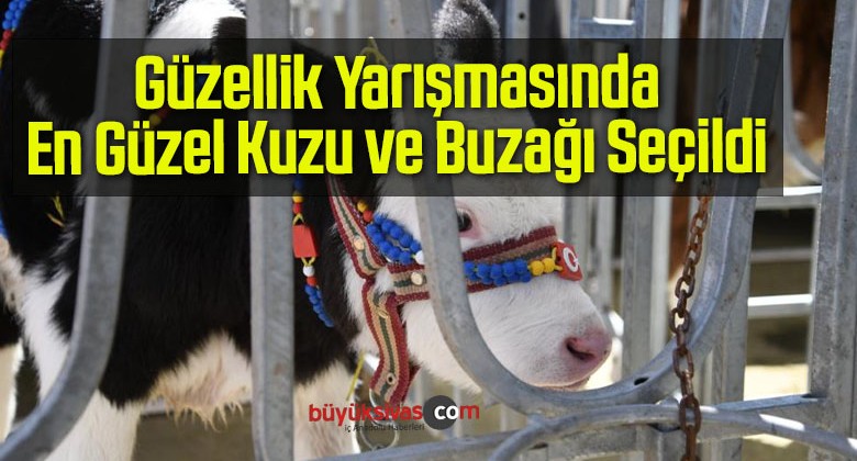 Güzellik Yarışmasında En Güzel Kuzu ve Buzağı Seçildi