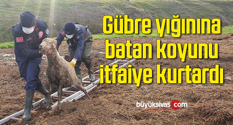 Gübre yığınına batan koyunu itfaiye kurtardı