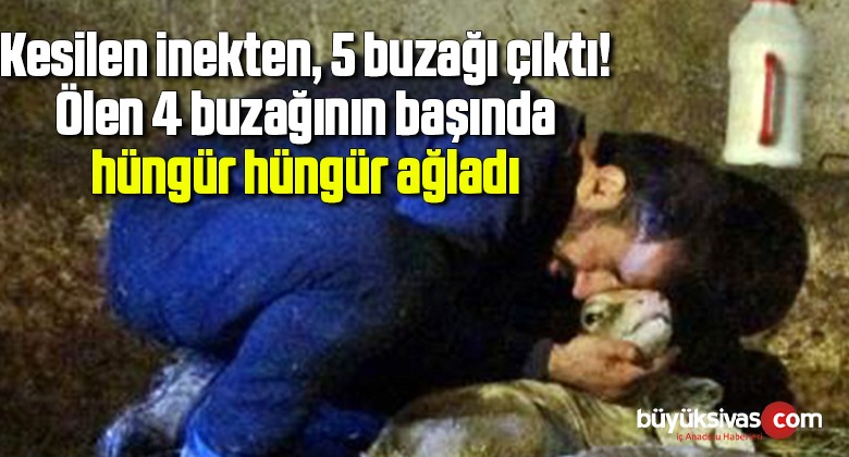 Kesilen inekten, 5 buzağı çıktı! Ölen 4 buzağının başında hüngür hüngür ağladı