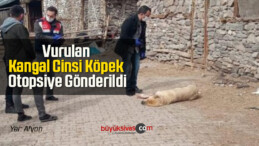 Sokak Ortasında Vurulan Kangal Cinsi Köpek Otopsiye Gönderildi