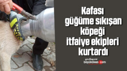 Kafası güğüme sıkışan köpeği itfaiye ekipleri kurtardı