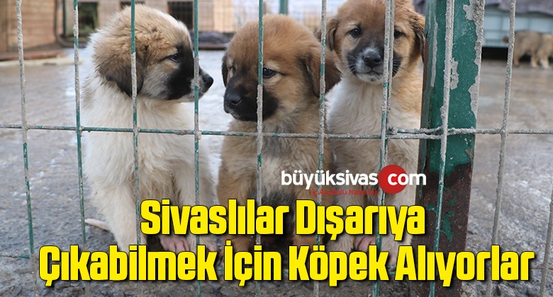 Kısıtlamayı aşmak için hayvan sahiplendiler