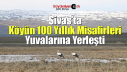 Köyün 100 yıllık misafirleri, yuvalarına yerleşti