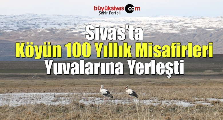 Köyün 100 yıllık misafirleri, yuvalarına yerleşti